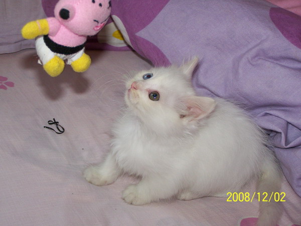  p>突然想起来手机上有个七星仔,索性给他试一试,结果,他玩得还真欢