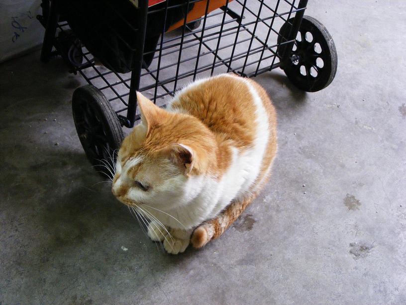 求好心人领养三色猫!