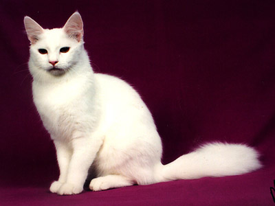 白色长毛蓝眼安哥拉母猫(已绝育)待收养