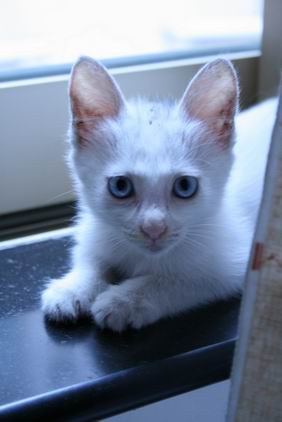 蓝色眼睛的中华田园猫图片