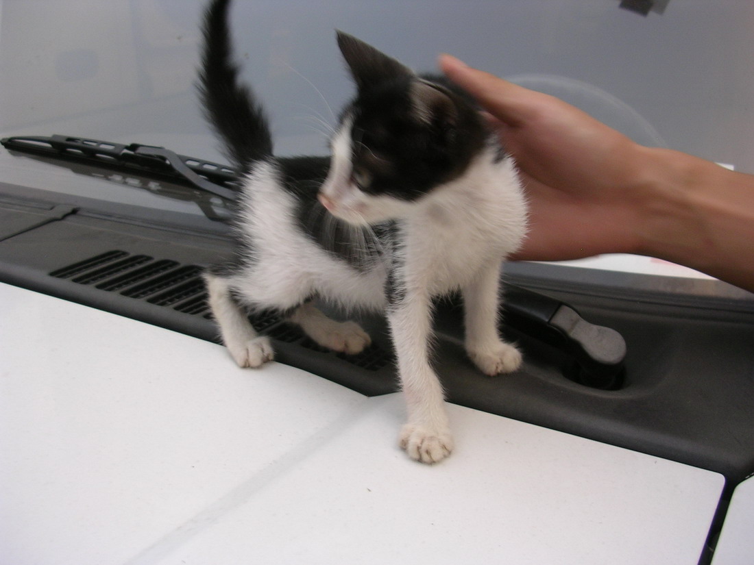 黑白花佐罗小猫求领养(有照片)