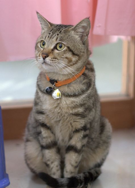 (是漂亮的虎斑狸花猫,已经可以走路了)