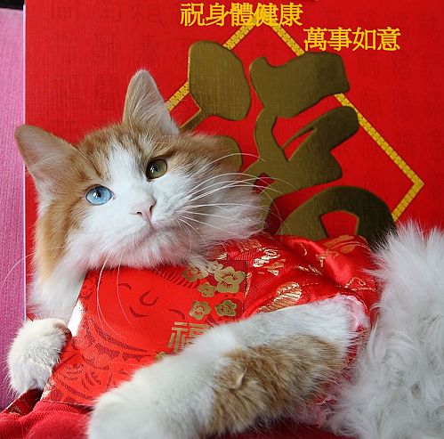 众猫猫们给大家拜年了
