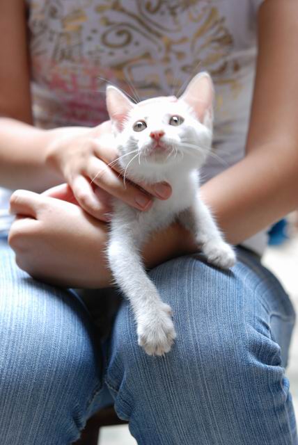 东方短毛猫?粘人懂事的4个月雪白猫咪希望,找家啦!