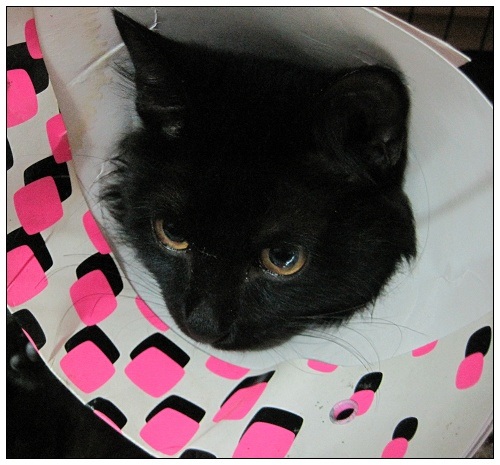 [已绝育]约1岁非常亲人的中长毛黑猫找家/黄金眼 黑手党