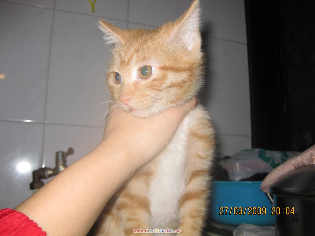 已领养★白围巾,四蹄踏雪,黄斑纹可爱小猫咩咩来了~★有可爱视频!