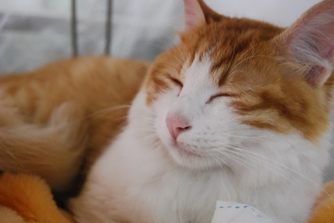 [急]棕白肥猫弟弟找人家!