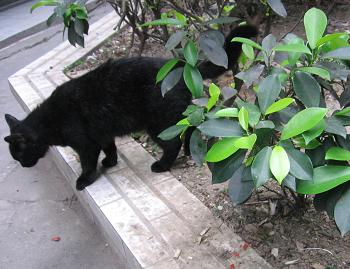 与鬼吹灯小说封面一个样的包子脸黑猫儿,在书里面这种叫月影金丝虎