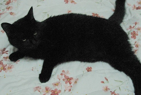 与鬼吹灯小说封面一个样的包子脸黑猫儿,在书里面这种叫月影金丝虎