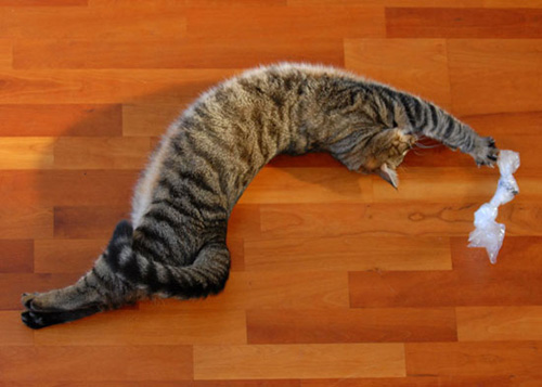 自己收藏的猫咪搞笑图片,与大家一起分享~~~!