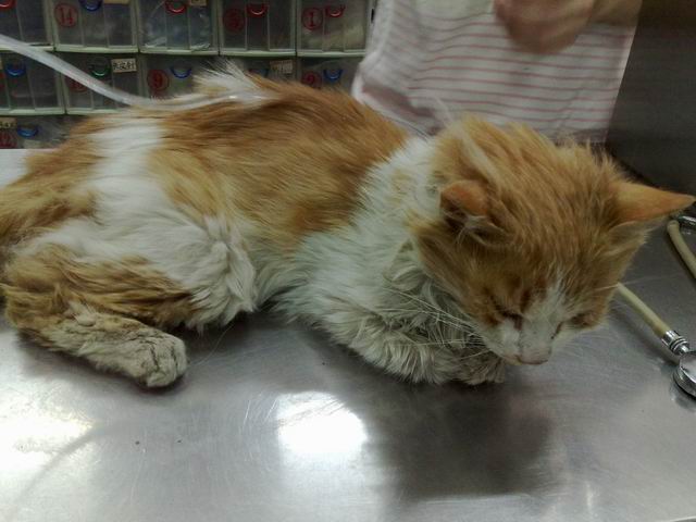 申请米市路流浪病猫治病费用(已重新上传照片)