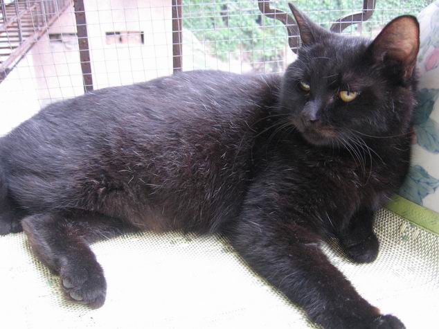 与鬼吹灯小说封面一个样的包子脸黑猫儿,在书里面这种叫月影金丝虎