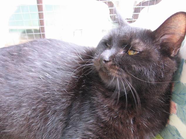 与鬼吹灯小说封面一个样的包子脸黑猫儿,在书里面这种叫月影金丝虎