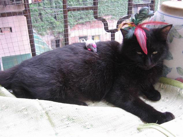 与鬼吹灯小说封面一个样的包子脸黑猫儿,在书里面这种叫月影金丝虎