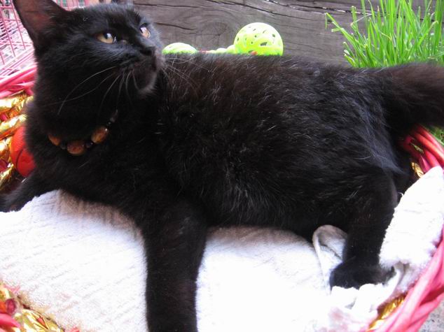 与鬼吹灯小说封面一个样的包子脸黑猫儿,在书里面这种叫月影金丝虎