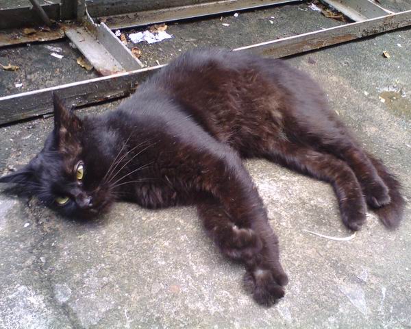 大头中长毛黑猫,黑咪找领养!