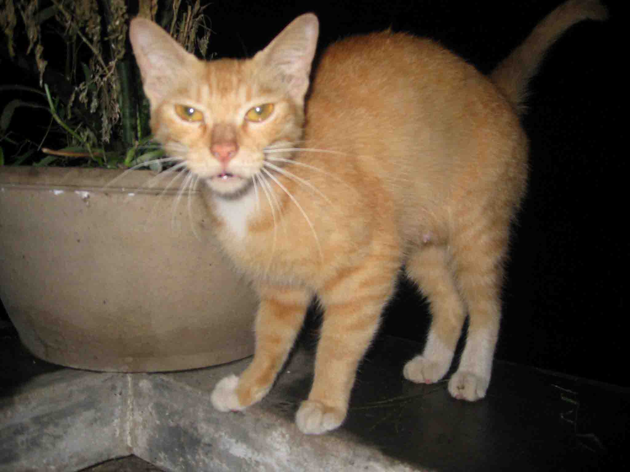 『流浪猫领养』 - 熙熙森林·广州猫 - powered by discuz!