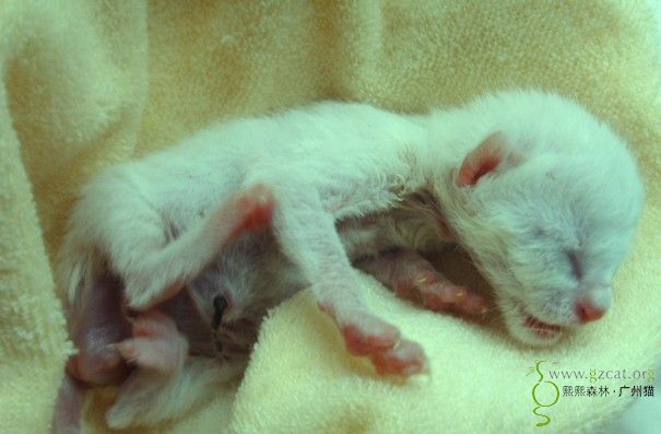 捡回来刚出生一天的小猫猫.怎么养才能活下来啊?