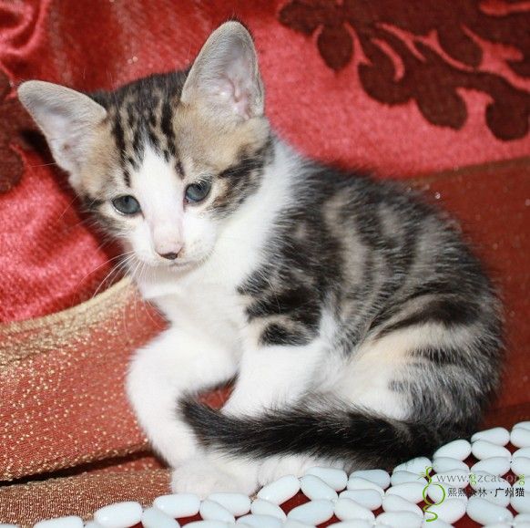 华丽背影,闷墩儿的经典表情.