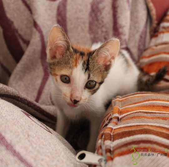 蛋挞的小伙伴 闷墩儿 朵拉