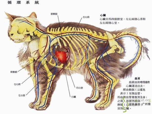 知识共享猫咪身体结构图多图一起来学习下