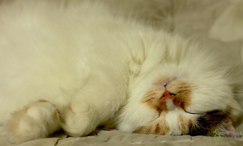 【小懒猫】肥妹偷 拍睡照