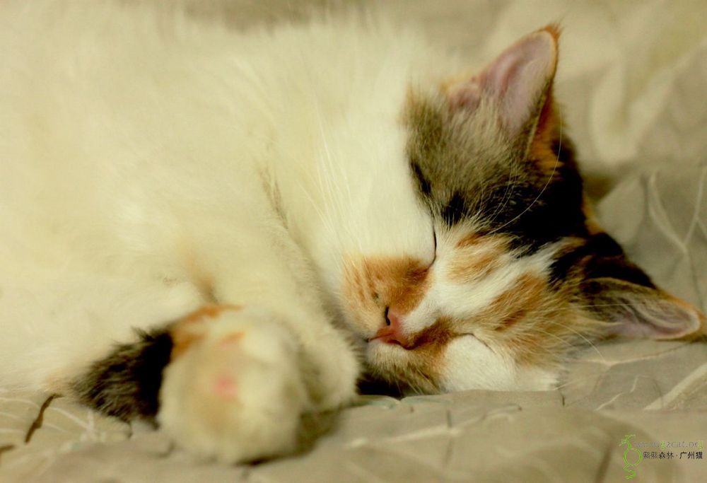 【小懒猫】肥妹偷 拍睡照
