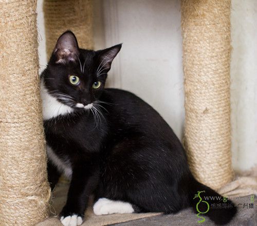 黑猫!白蹄子,唇上白煲呔,假警长找领养啦!(已领养)