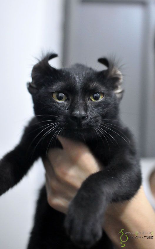 纯黑色猫的品种图片