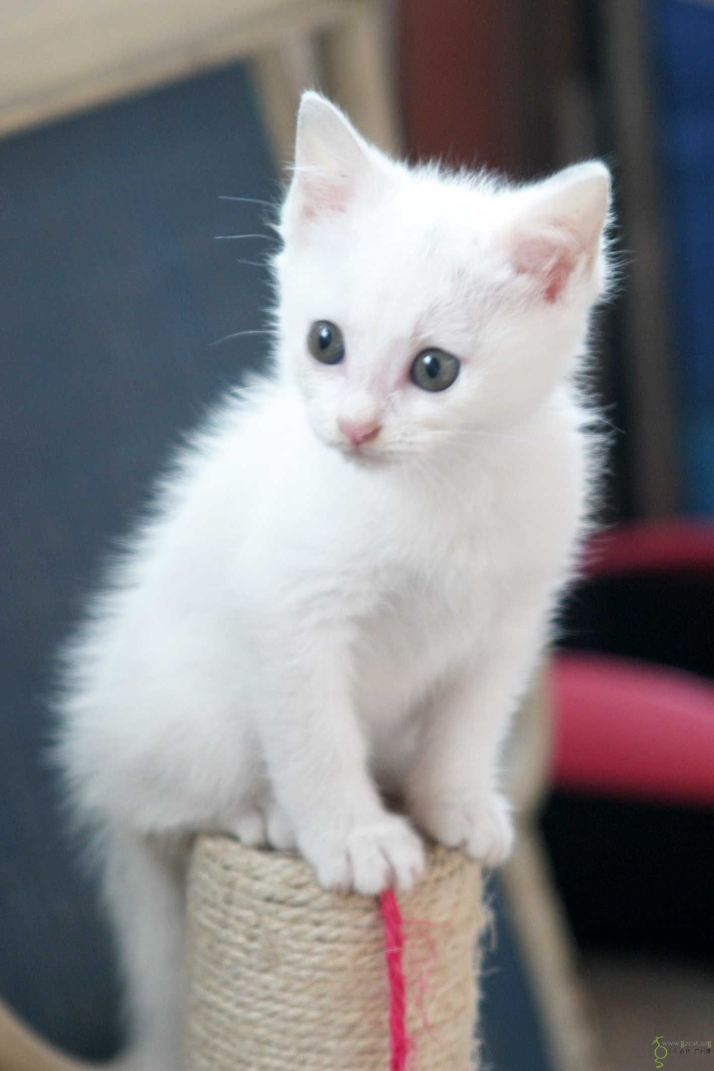 小白猫图片品种图片