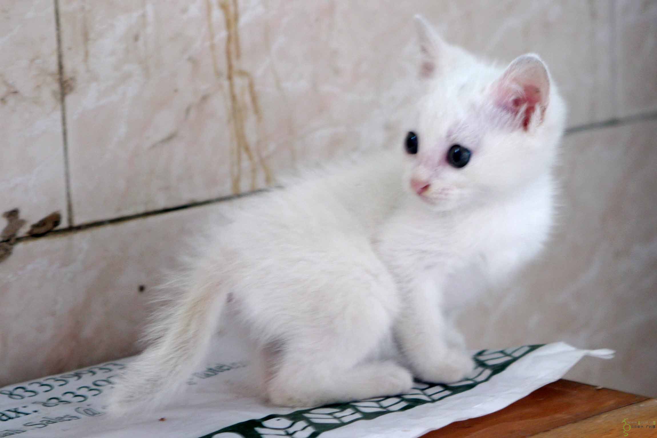 代发求爱心人士领养小白猫