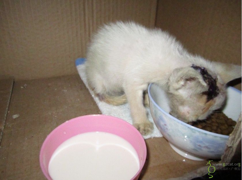 10万火急,被虐流浪小奶猫求收养.