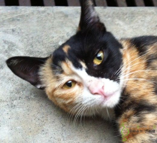 别让小阴阳脸三花儿等太久